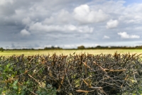 Waarom de houten schutting plaats maakt voor een haag