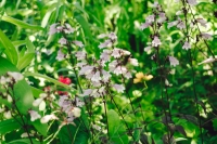 Iedereen laat dit voorjaar zijn tuin verwilderen