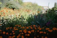 Je tuin klaarstomen voor droogte en plensbui