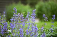Waarom de lupine straks in elke Nederlandse border staat