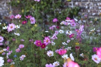 De sierborder maakt plaats voor de pluktuin