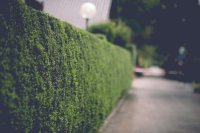 Een groene haag verdringt de houten schutting in je tuin