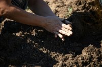 Je tulpen voor volgend jaar moeten nu de grond in