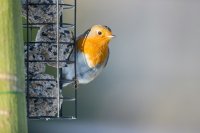 Je vogelvoer trekt deze winter ook ratten aan