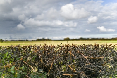 Waarom de houten schutting plaats maakt voor een haag