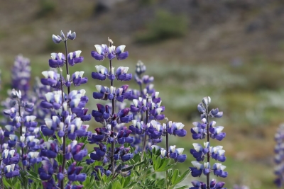 De lupine wordt dé plant van je voorjaarsborder