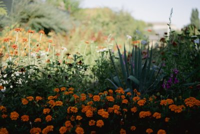 Je tuin klaarstomen voor droogte en plensbui