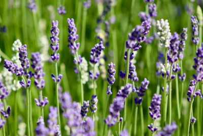 Waarom lavendel niet meer werkt in de Nederlandse tuin