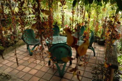 Klimplanten overwoekeren straks elk Nederlands terras