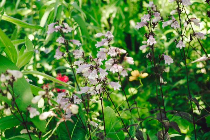 Iedereen laat dit voorjaar zijn tuin verwilderen