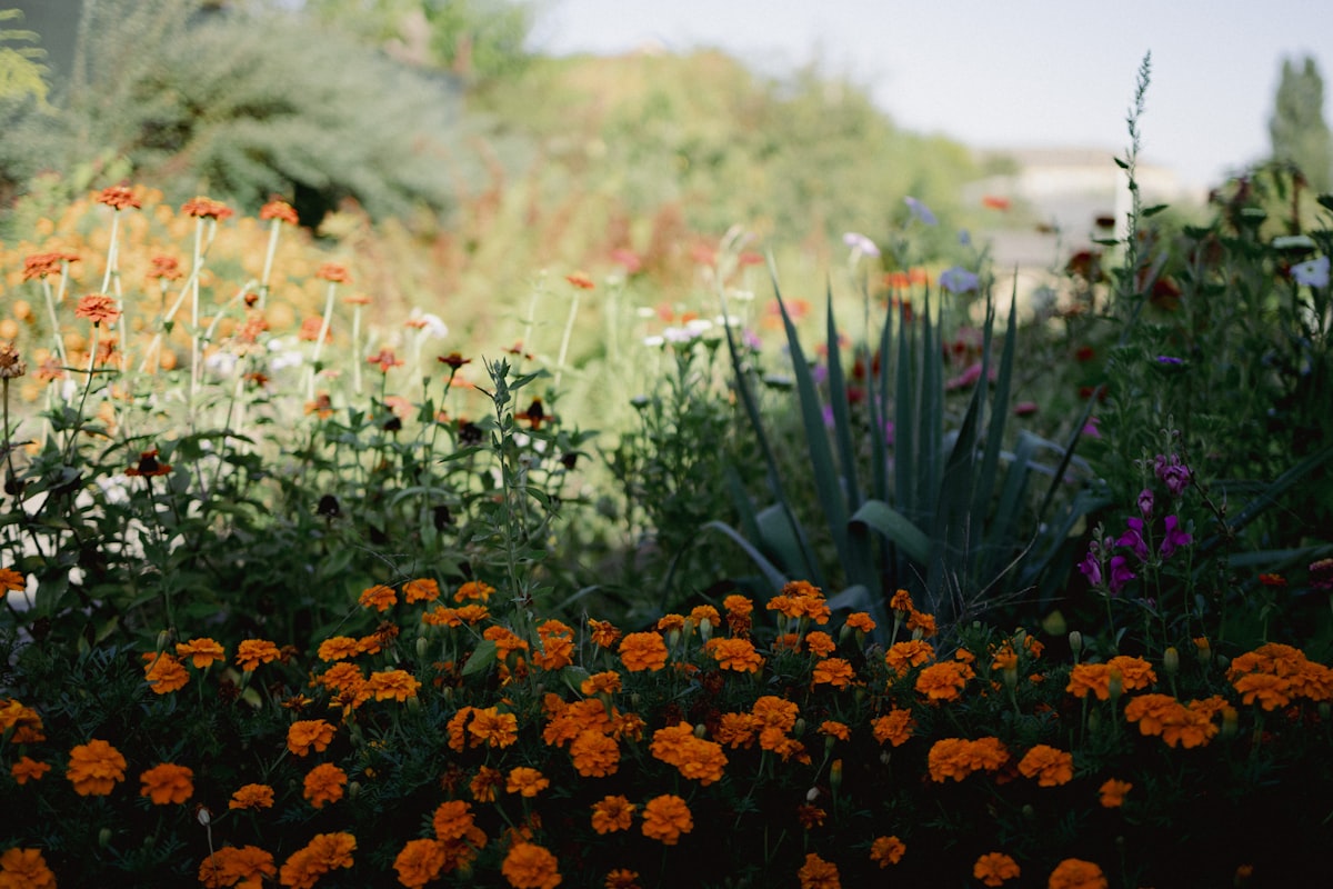 Je tuin klaarstomen voor droogte en plensbui