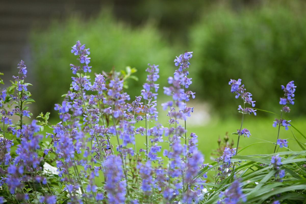 Waarom de lupine straks in elke Nederlandse border staat